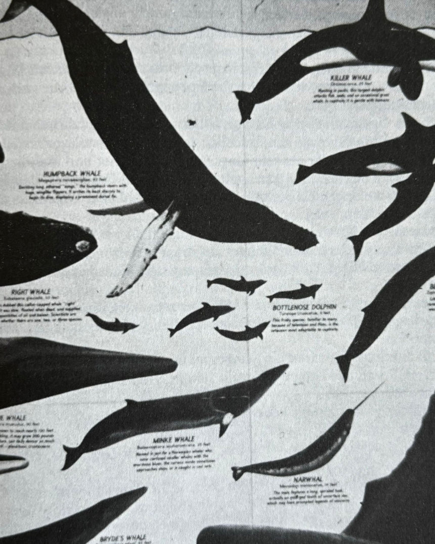 Pestil Books for vitruta Greenpeace