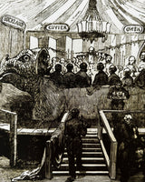 Pestil Books for vitruta Dippy: The Tale of a Museum Icon