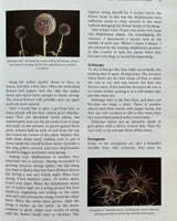 Pestil Books for vitruta Dried Fresh Flowers