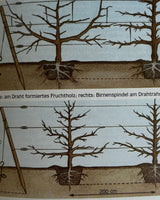Pestil Books for vitruta Erfolgreich gärtnern: durch naturgemäßen Anbau