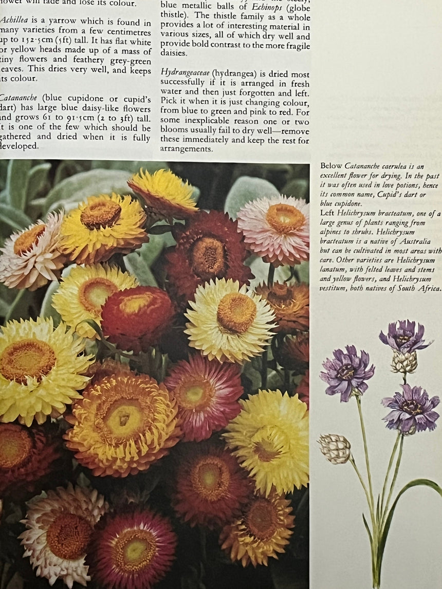Pestil Books for vitruta Everlasting Flowers