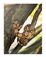 Pestil Books for vitruta Les Reptiles