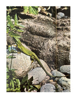 Pestil Books for vitruta Les Reptiles