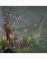 Pestil Books for vitruta Ostafrika: Photo-Impressionen aus dem Rift Valley