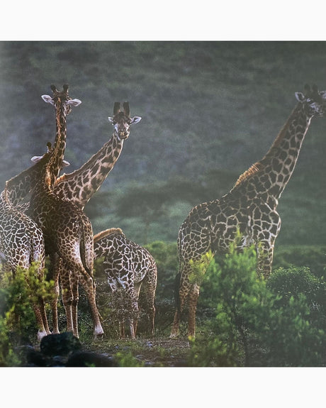 Pestil Books for vitruta Ostafrika: Photo-Impressionen aus dem Rift Valley
