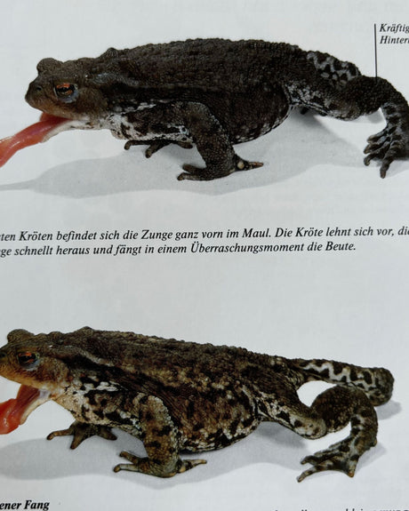 Pestil Books for vitruta Reich Der Natur: Ein Buch für die ganze Familie