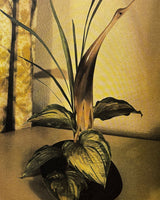 Pestil Books for vitruta The Art of Preserved Flower Arrangement
